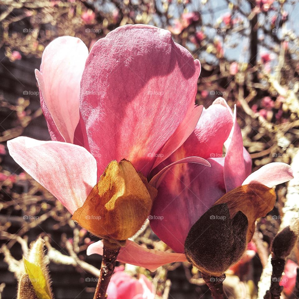 Flower, Nature, Flora, Magnolia, Garden