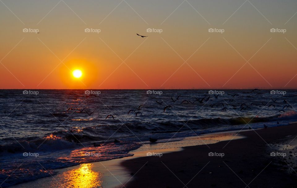 Seagulls and sunrise 