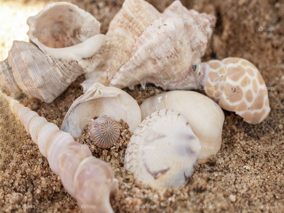 variety of seashells