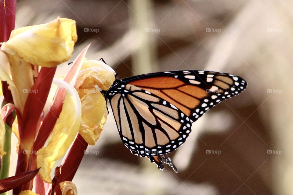 Monarch on Canna 