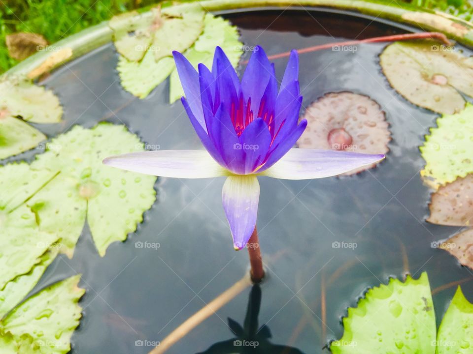 Violet Lotus 🍀