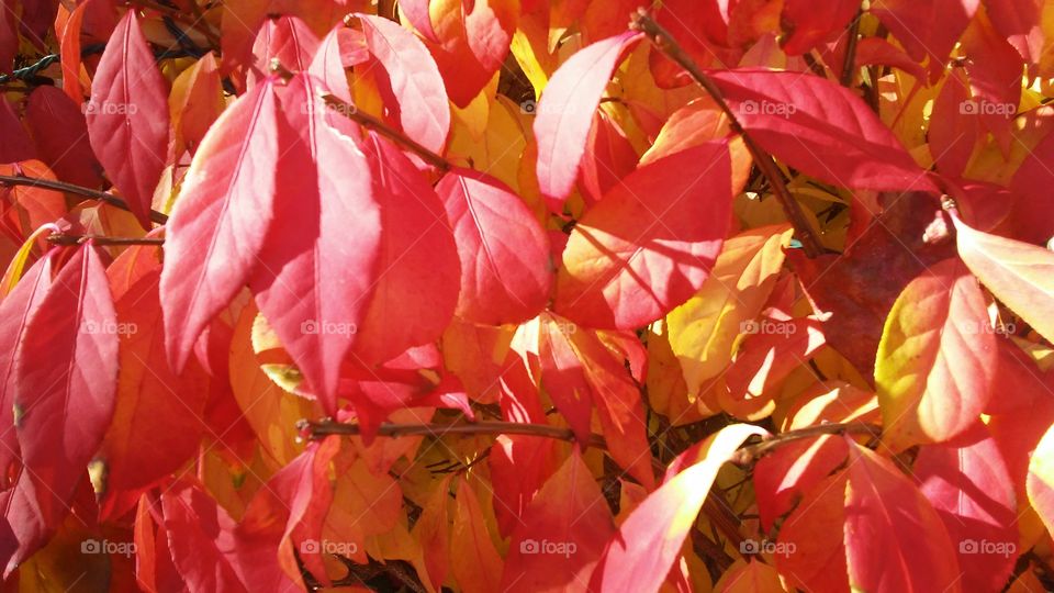 Leaf, Nature, No Person, Fall, Flora