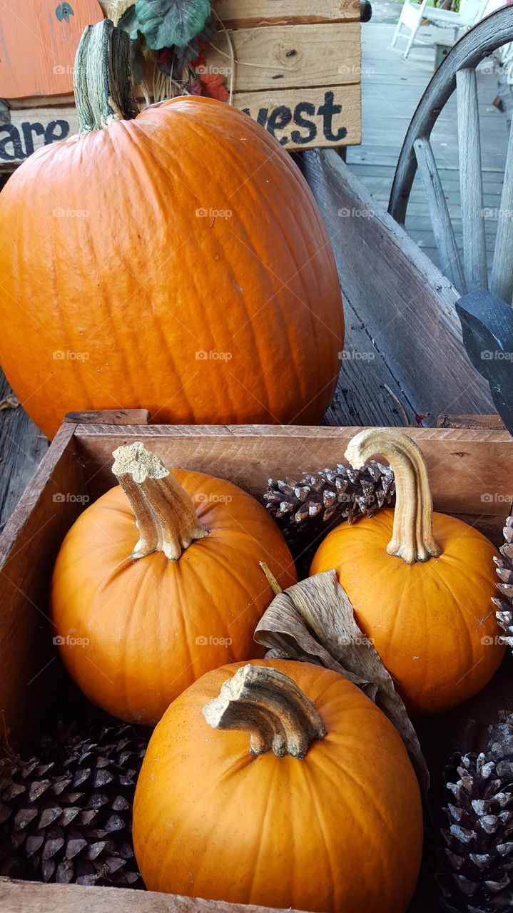 Pumpkins and pinecones gathered to make a rustic autumn scene.