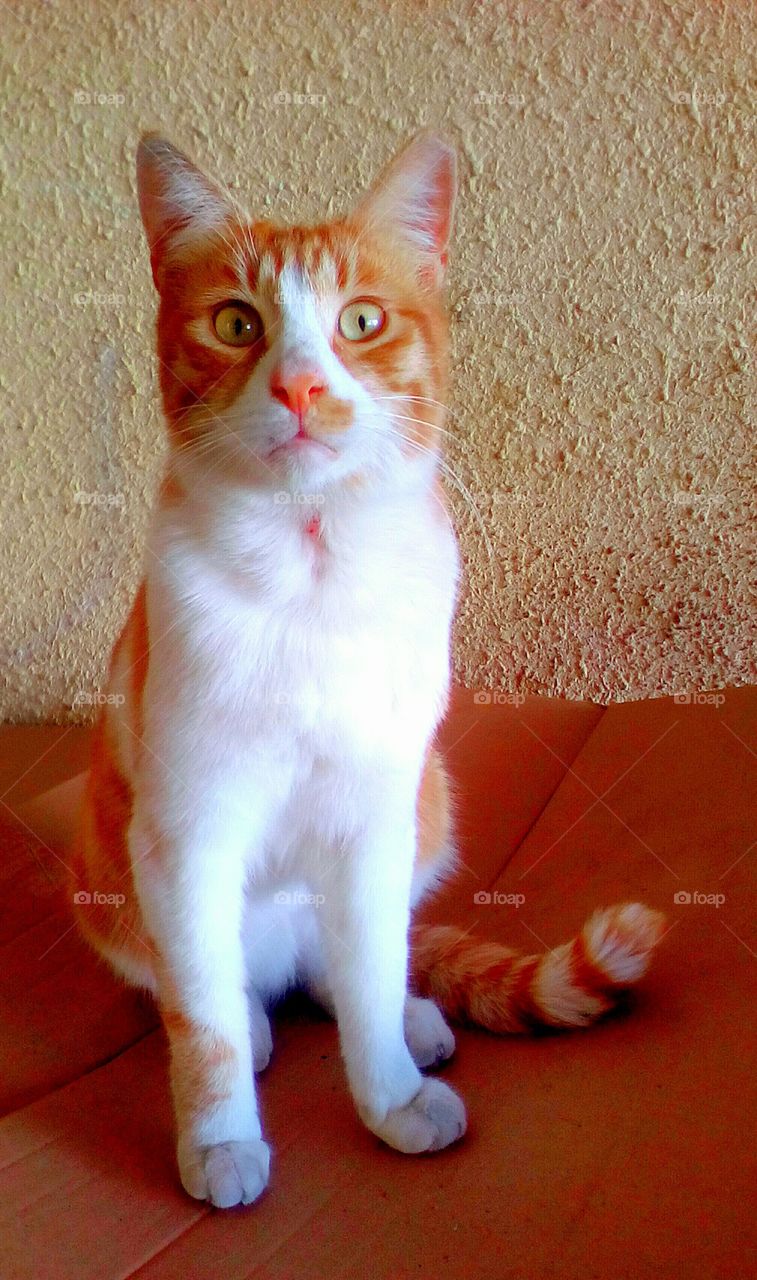 Red motley beautiful young cat sit near
old rough old and looks to me with big
green eyes
