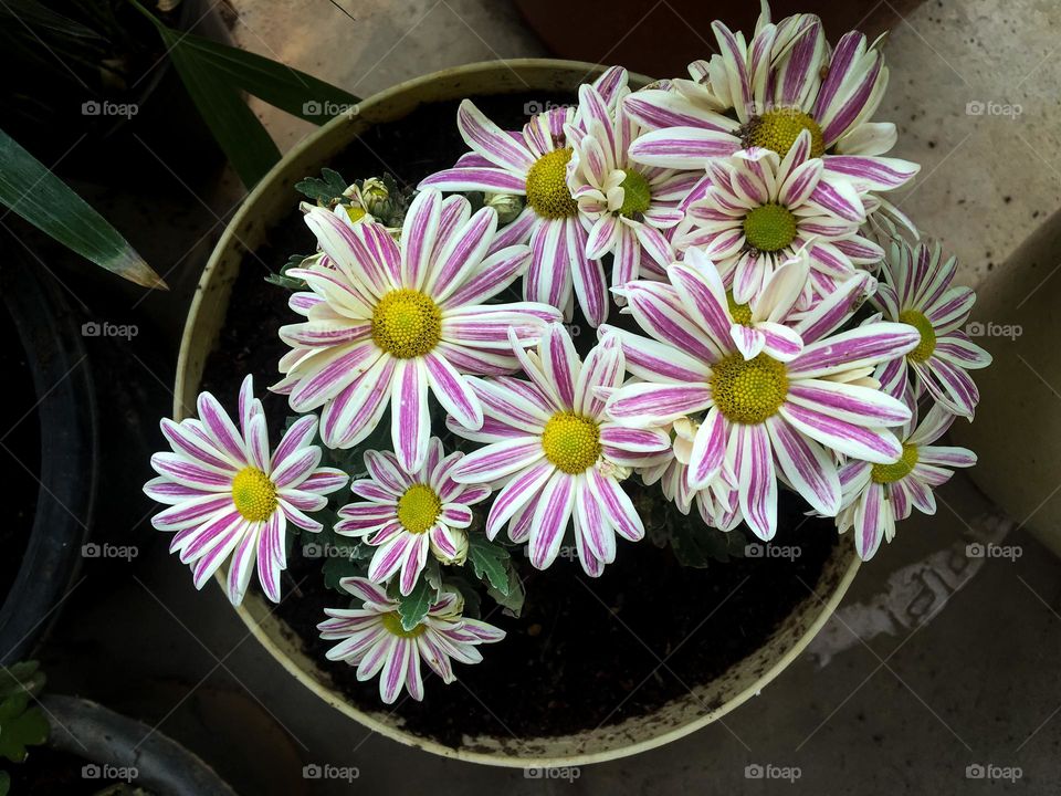 Beautiful flowering plant