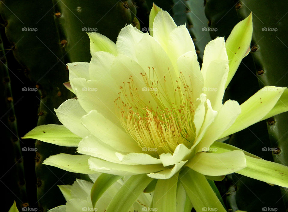 Close-up of flower blooming at outdoors