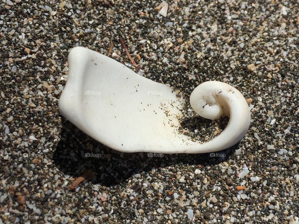 Seashell