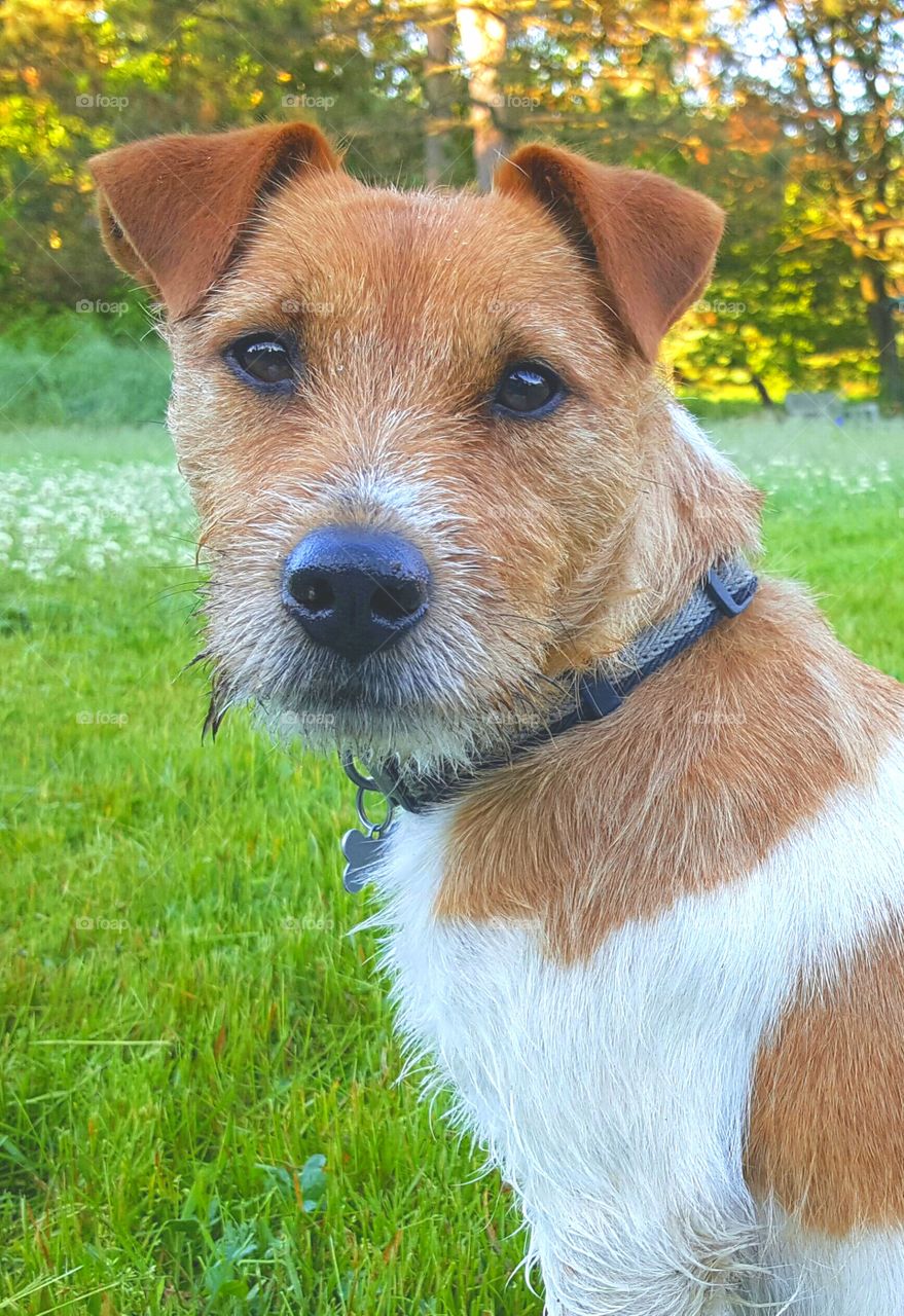 Rio the Jack Russell Terrier