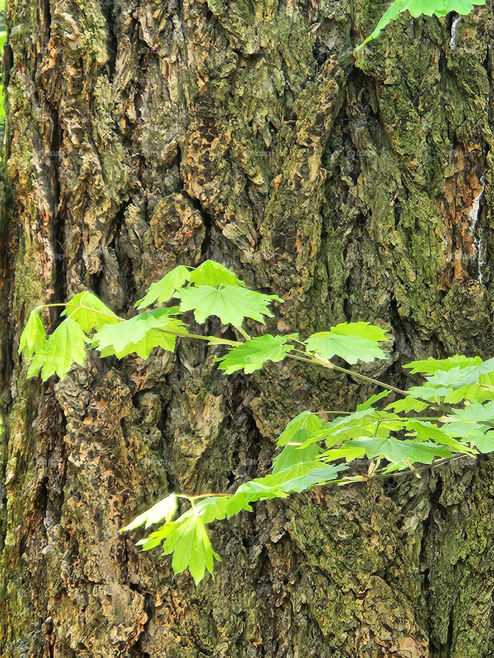 Tree trunk with leaves from a park in the Pacific Northwest