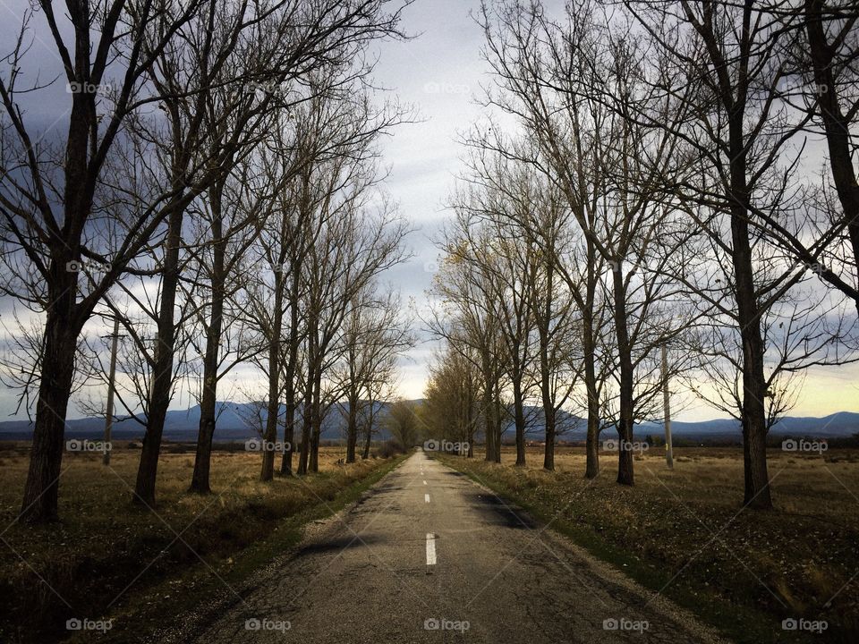 Country road with leafless trees