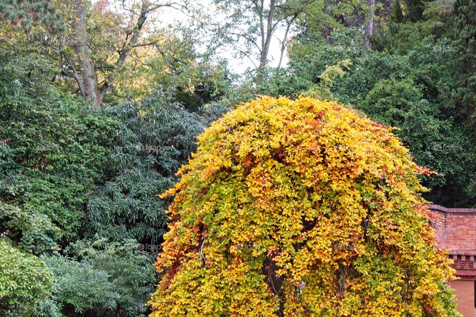 autumn tree in the park