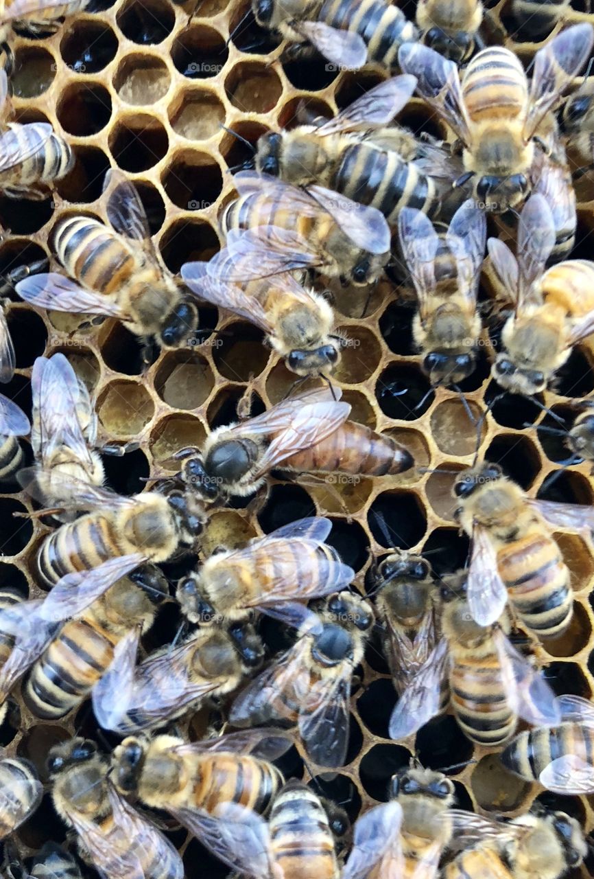 Beekeeping, grafting, queen rearing, queen, rearing, bees, honeybee, honeybees, brood, wax, comb, nectar, capped, eggs, larva, delicate, process, light, dark, frame, foundation, honey, queen, queen bee, nurse bees, foragers