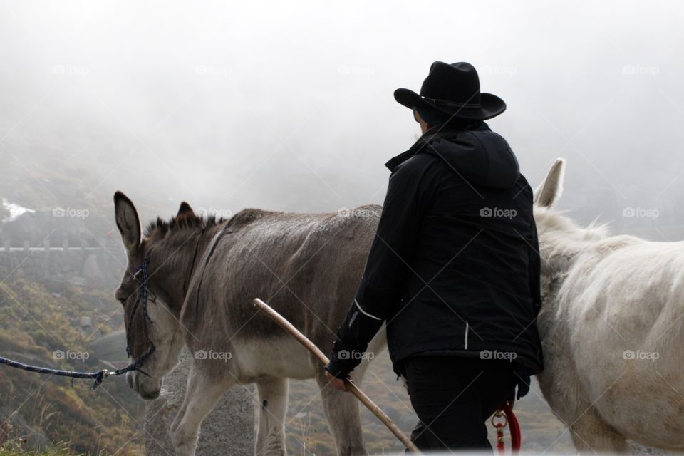 Mountain Woman Leading Mules On The Swiss Alps