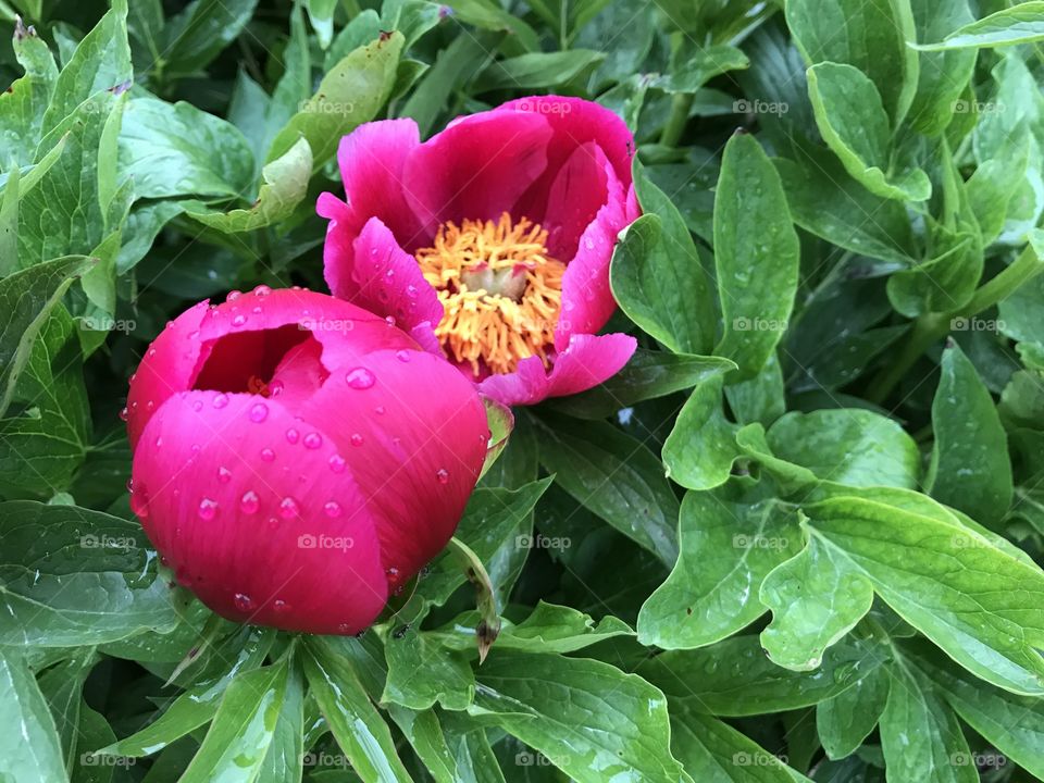 After the rain. Peonies 