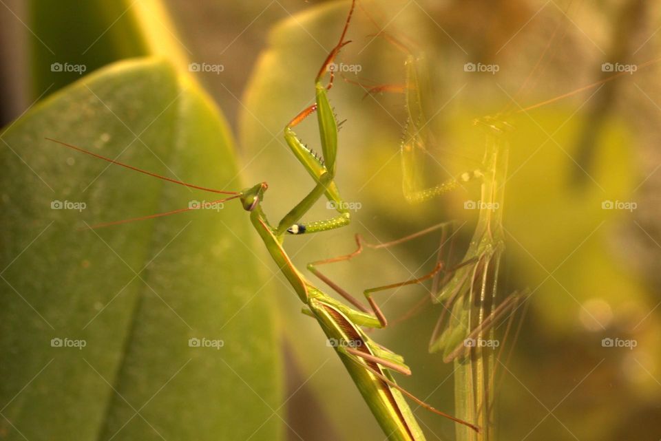 Mantis religiosa,the insect whose name is inspired by the praying position from religion.