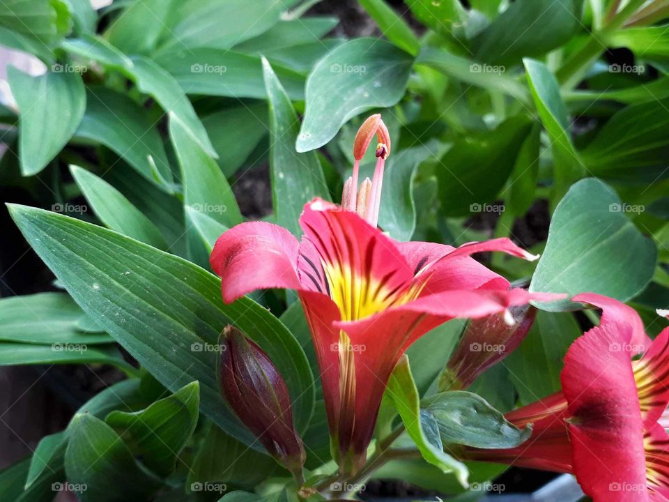 Flower photography, Alstroemeria