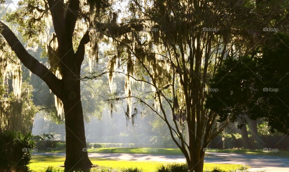 Early morning sunlight through live oak tree