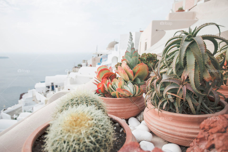 Succulent plants outside 