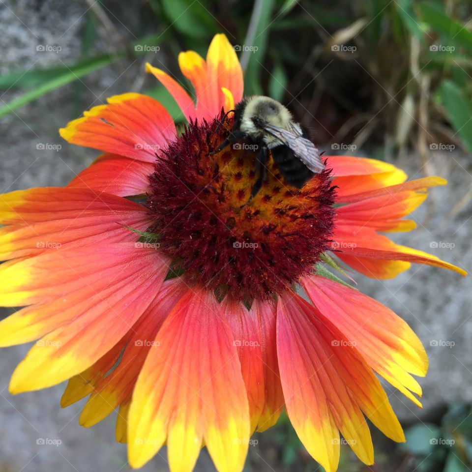 Like me, this bee clings to the last days of summer as the cold fall temps roll in. 
