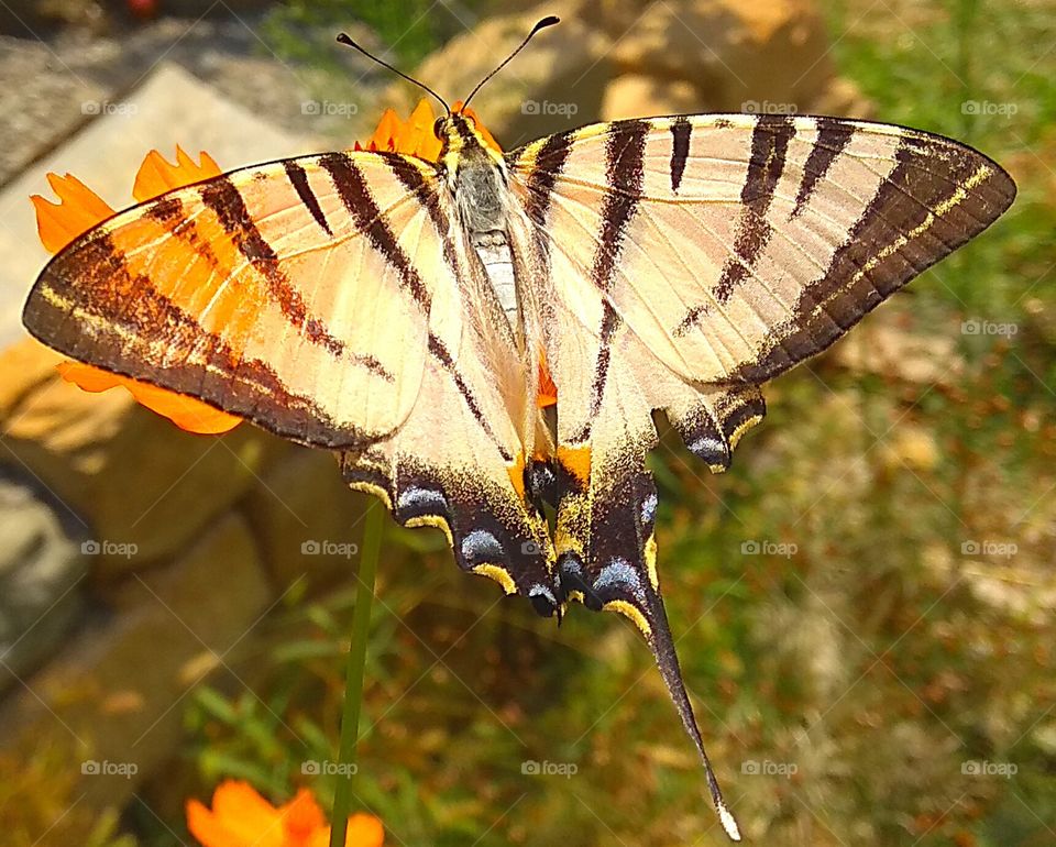 butterfly on the flow