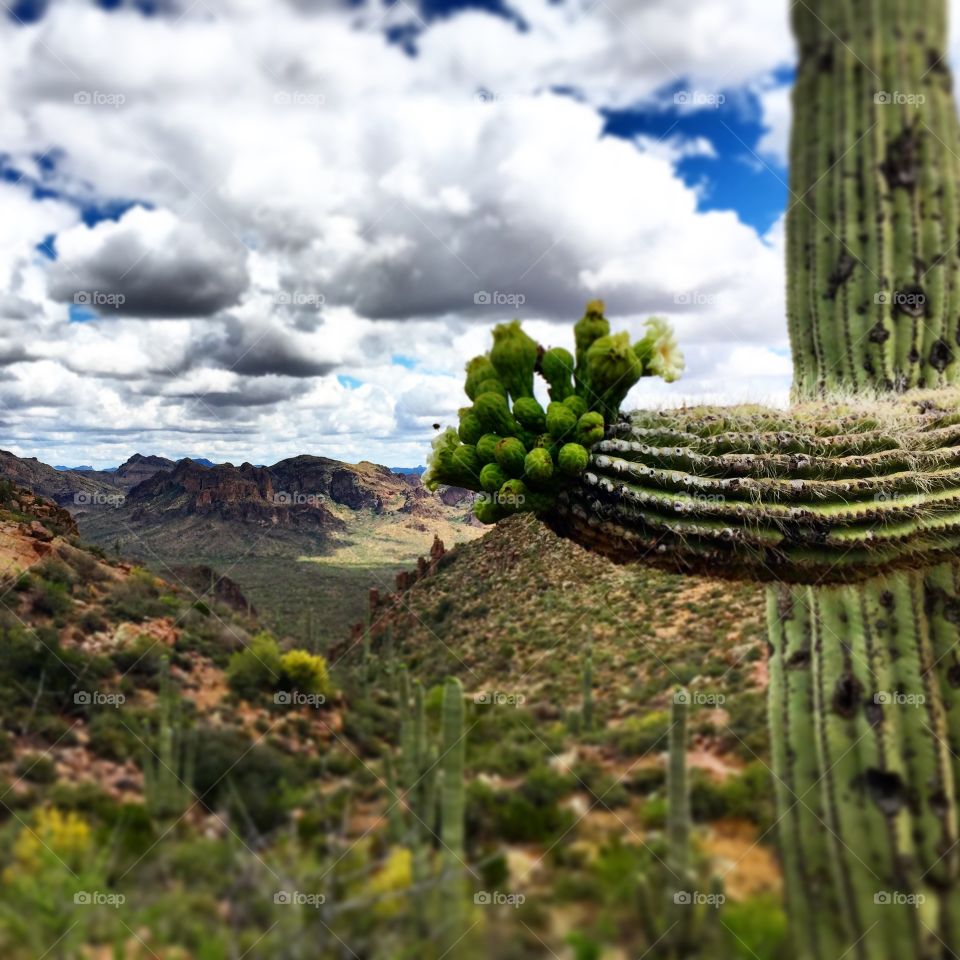 Cactus, Nature, Sky, Landscape, Travel