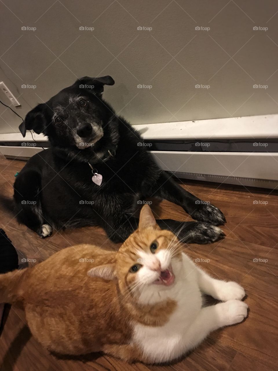 Cat and dog scheming how to effectively beg for more treats 