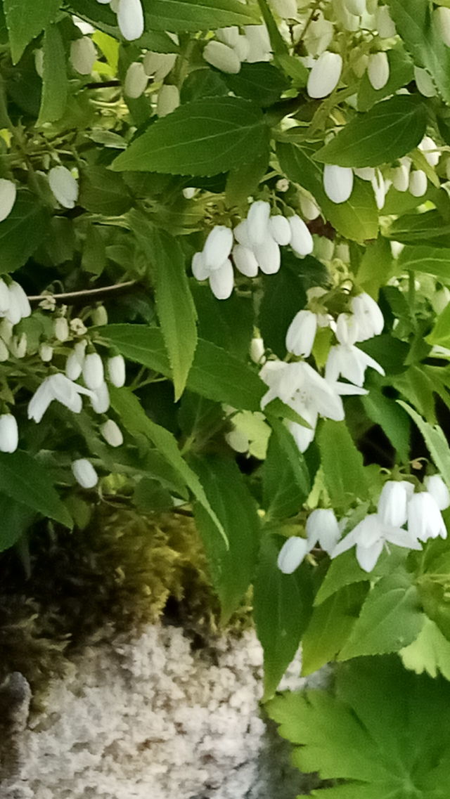 Blumen