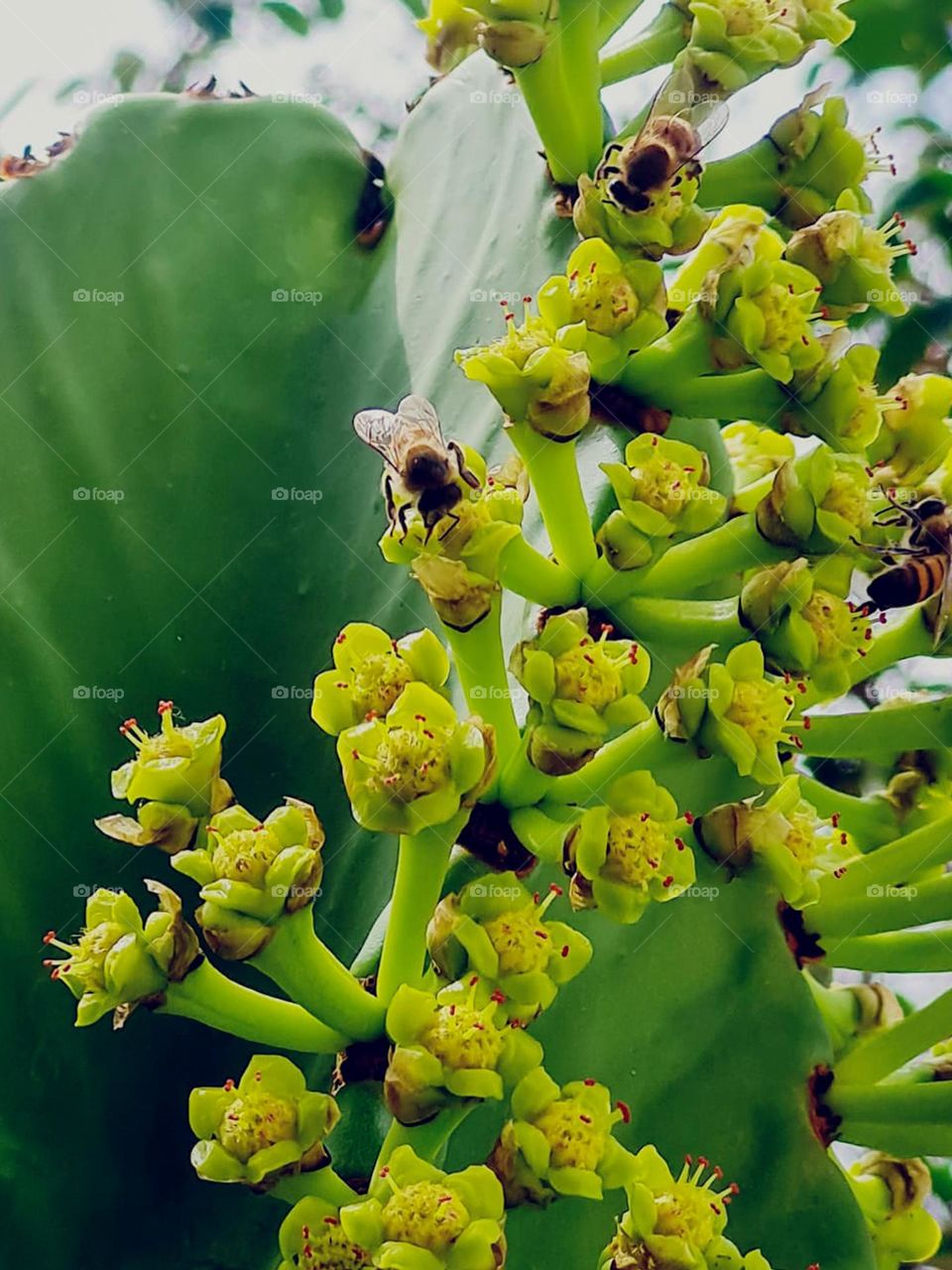 Several bees feed on the sap of the cactus flower