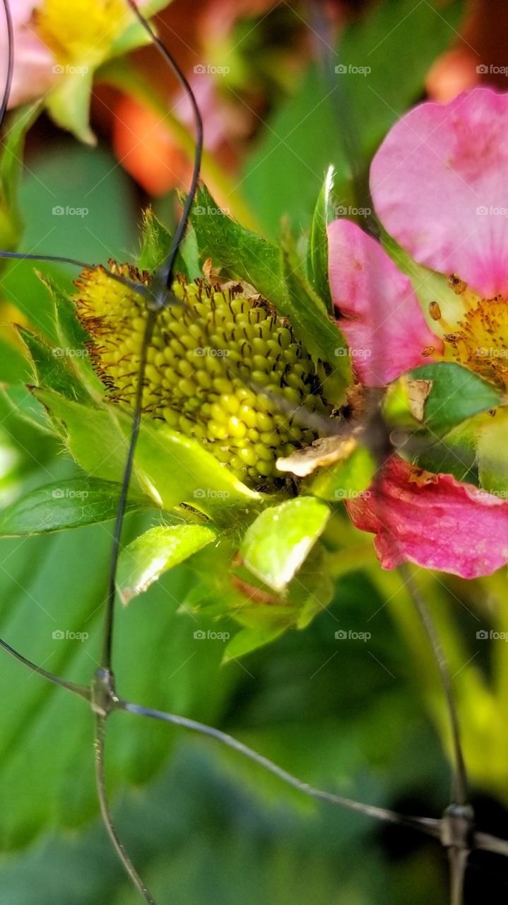 Early stage strawberry
