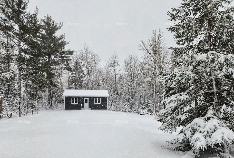 Colour white: Cabin in a snow covered forest.