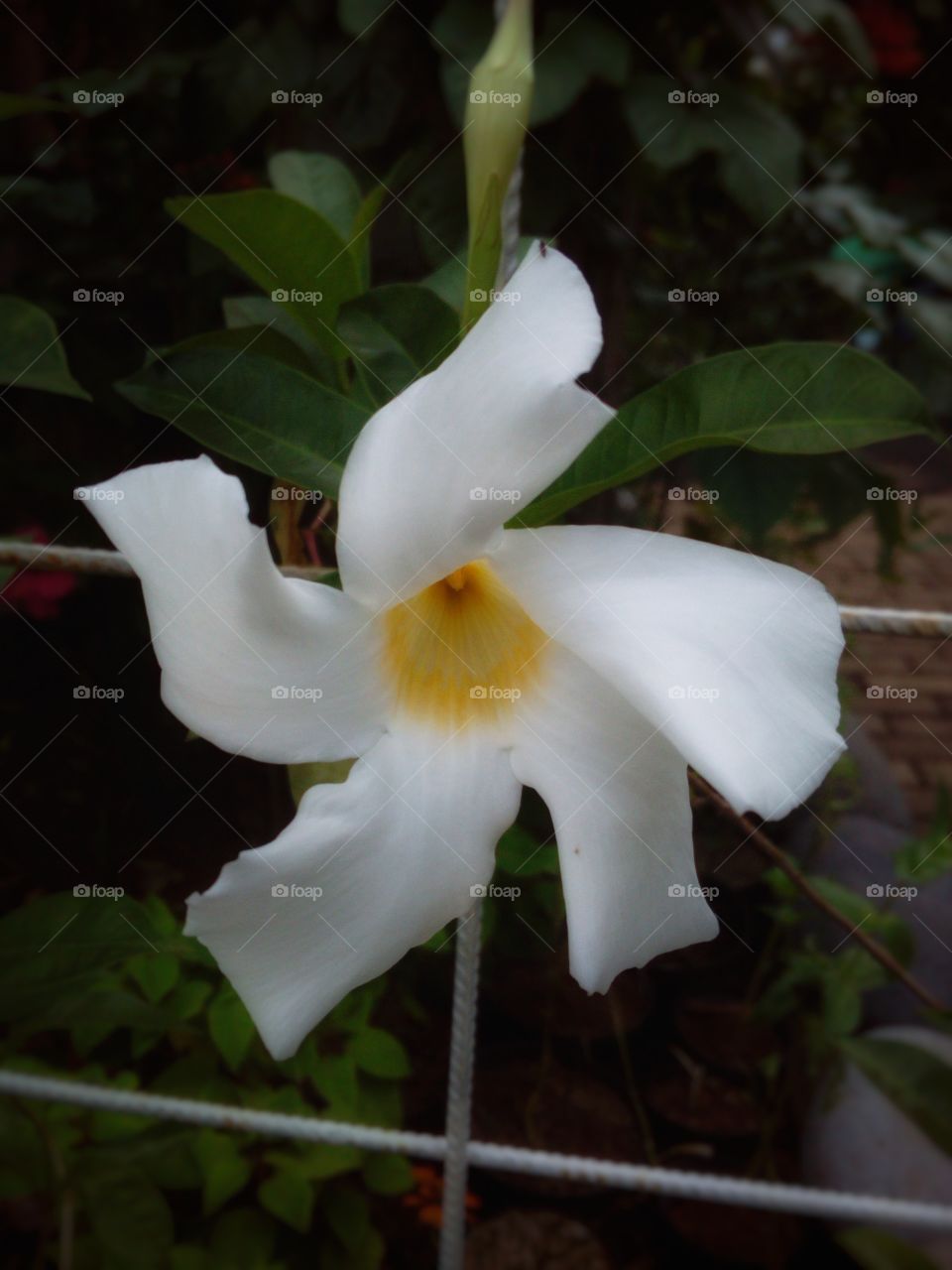 Toiling White Flower