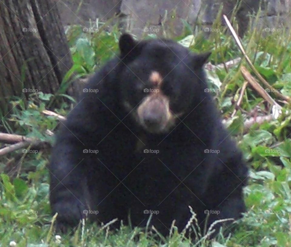 Bear sitting and watching