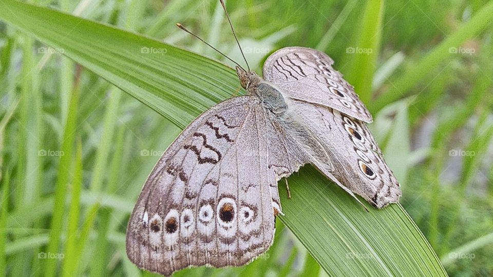 The butterfly is injured