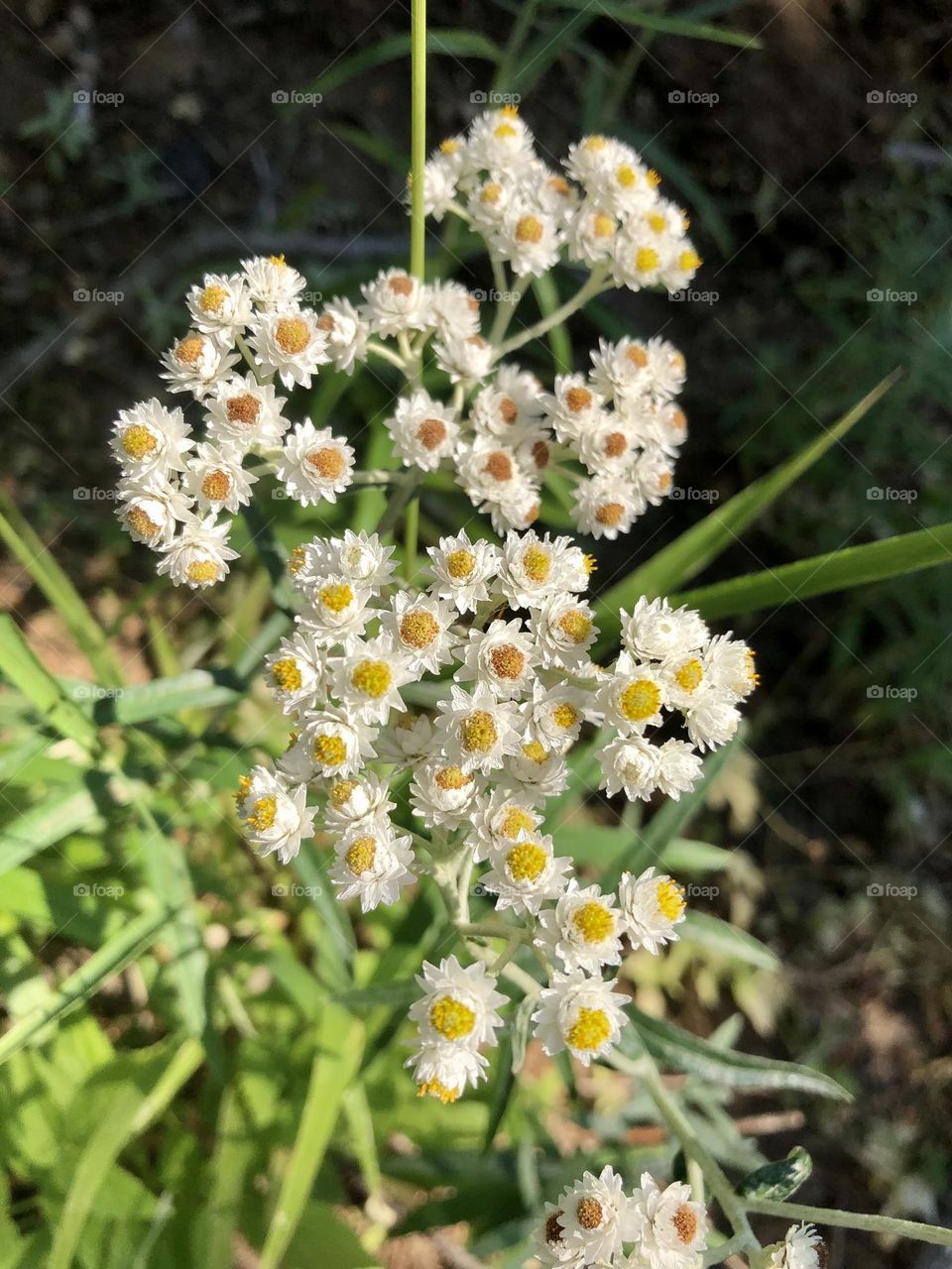 Pearly everlasting 