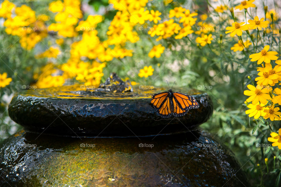 Monarch Butterfly drinking from garden water feature