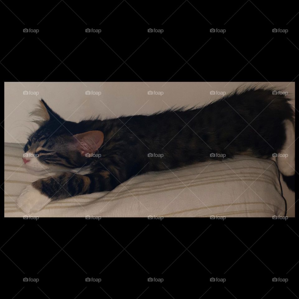 my small moments of absolute happiness