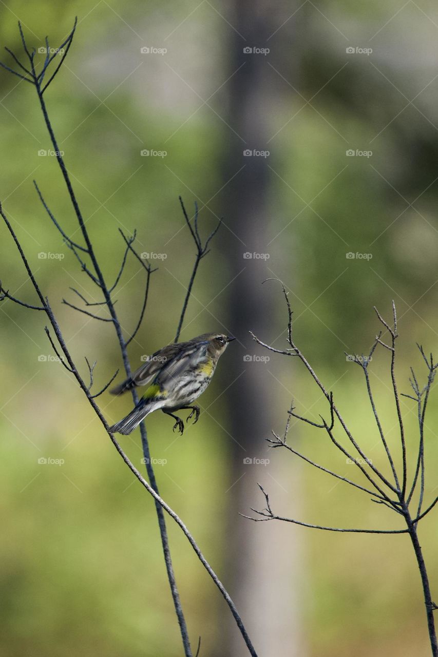 Yellow rumped Warbler in midair. This delicate little bird has brilliant yellow markings and is especially graceful in flight