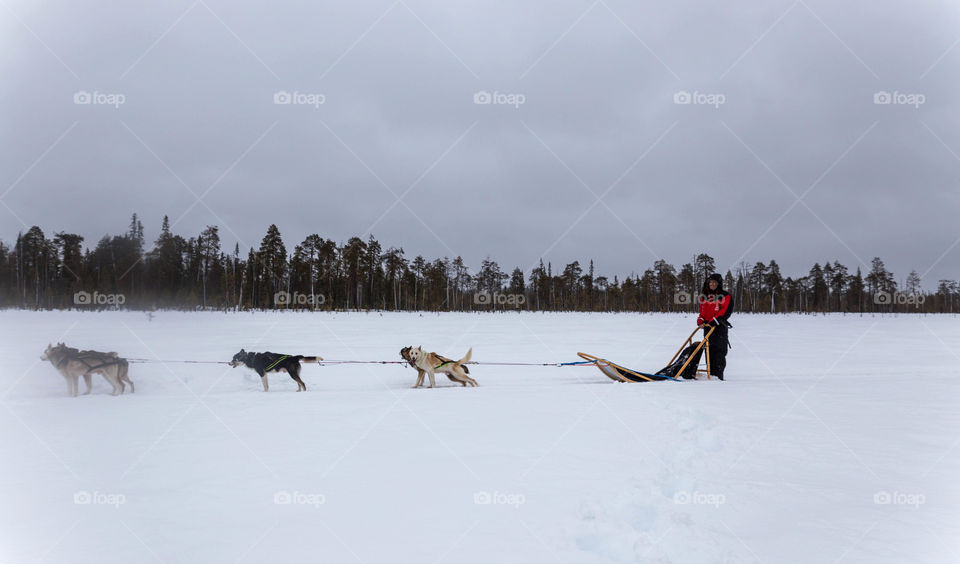 Husky tour