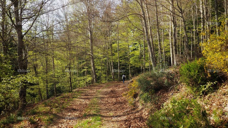 path through the wood