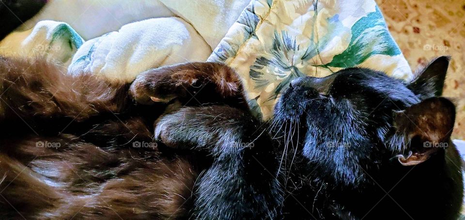 Black cat sound asleep laying on her back!🐾Both front feet folded up. Funny cat pic!