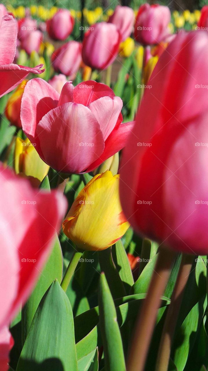 Field of tulips