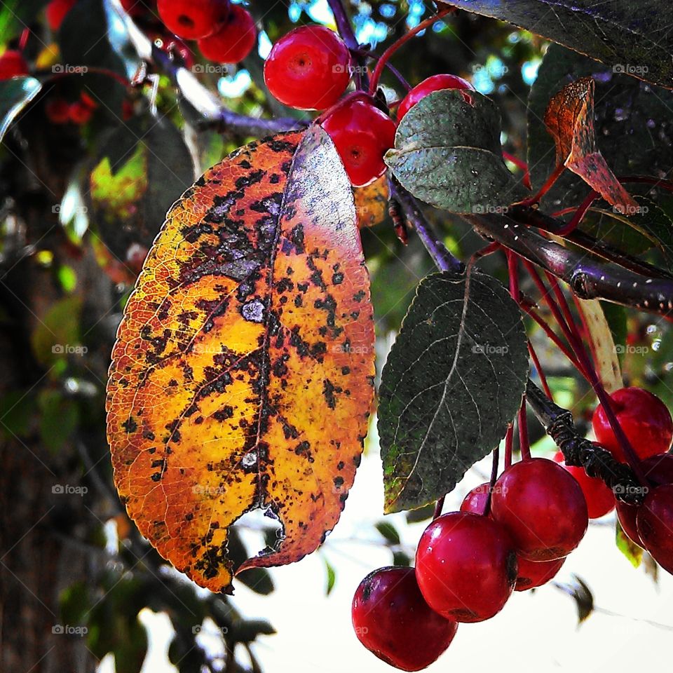 berry tree. a tree outside the hospital