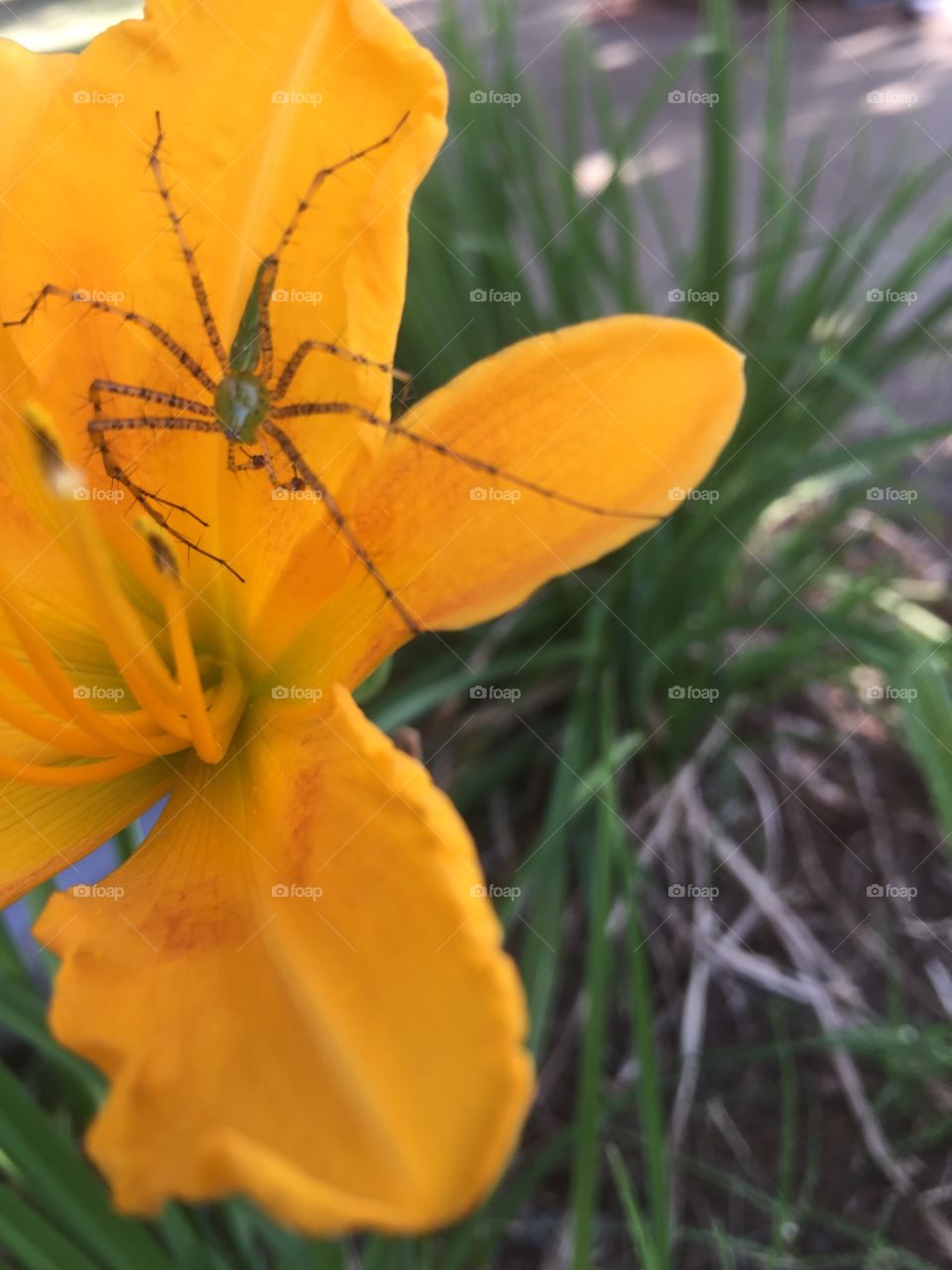 Spider on a flower