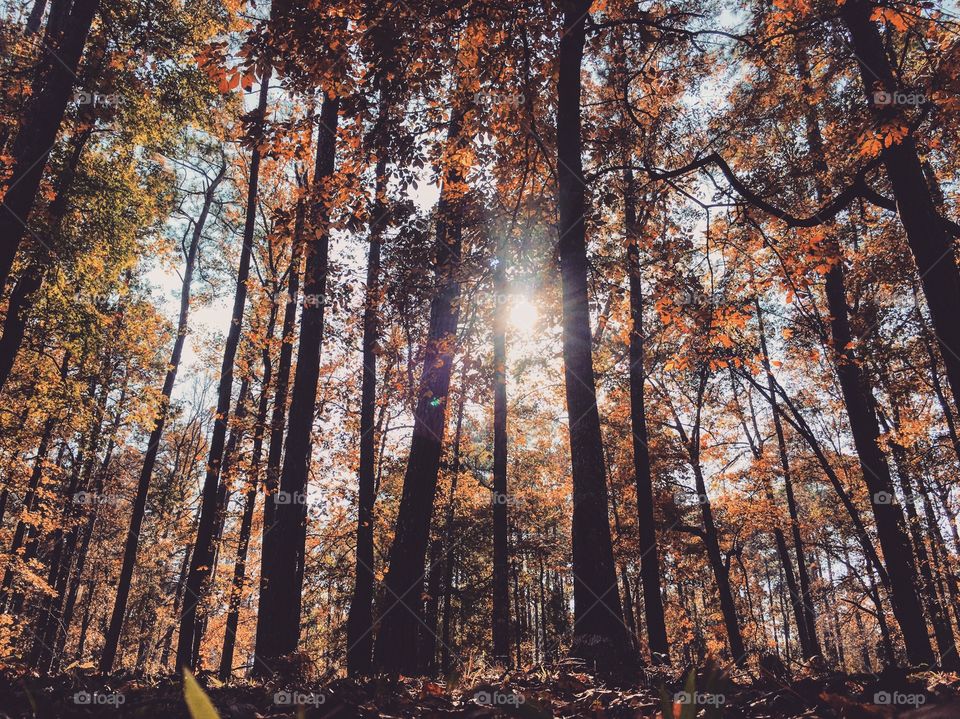 Sunshine through the trees