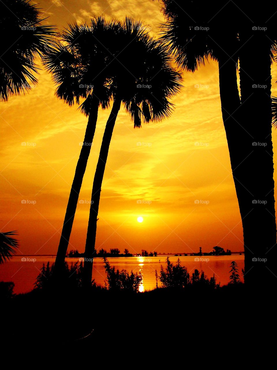 Florida in the sunset