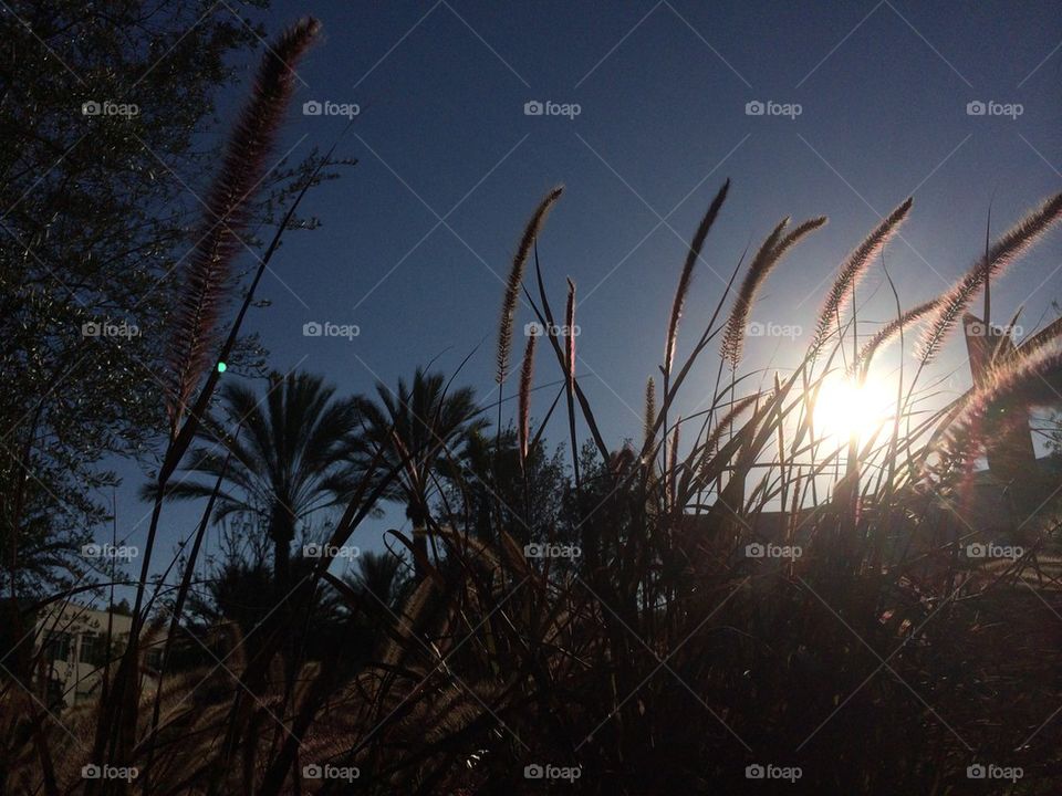 Backlit grasses