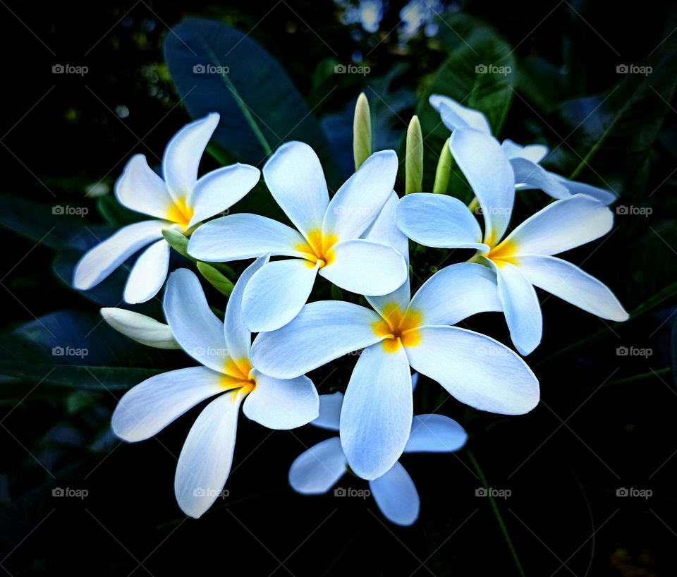 Plumeria alba, also known as the "white frangipani," is a stunning tropical flower that exudes elegance and charm. Its fragrant, velvety white petals, delicately tinged with yellow at the center, create a dazzling contrast against the deep green foli