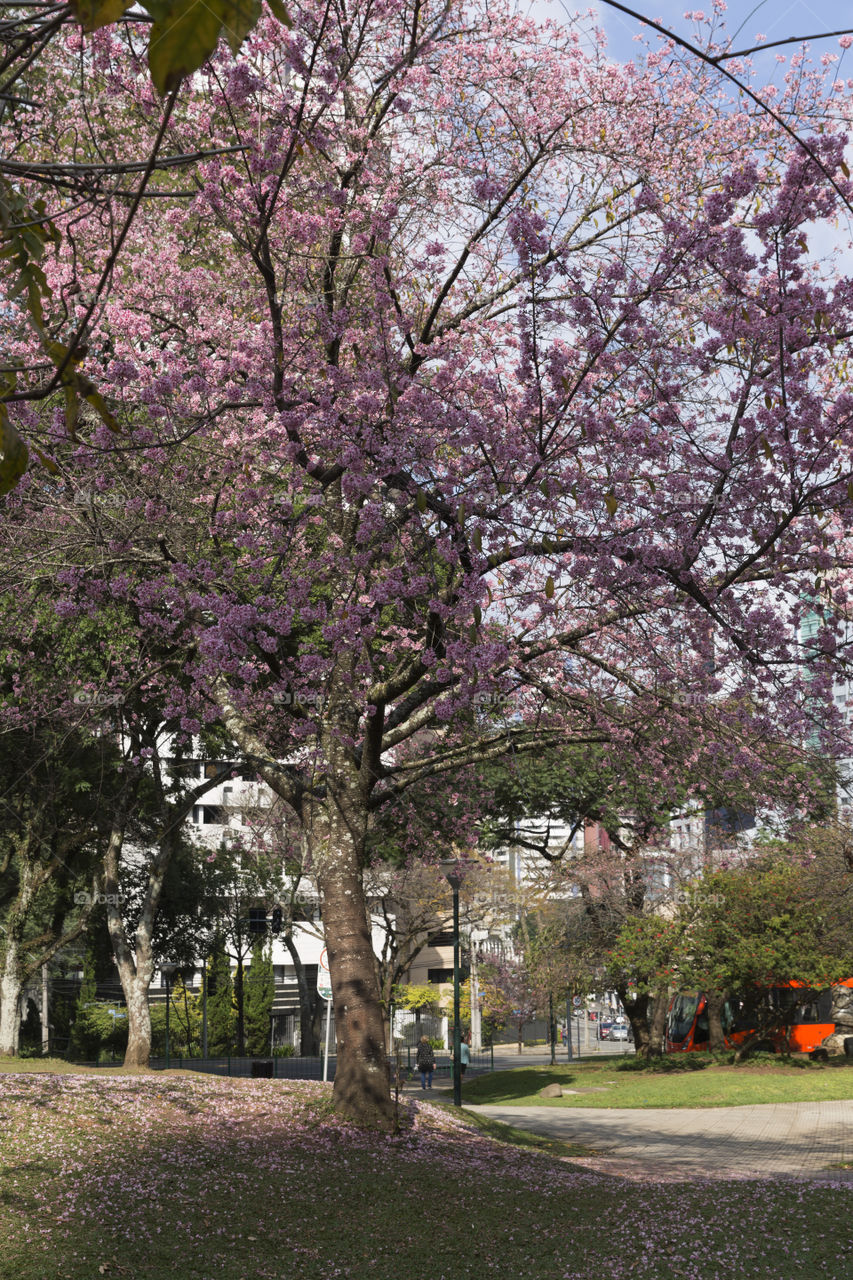 Japanese square in Curitiba Parana Brazil