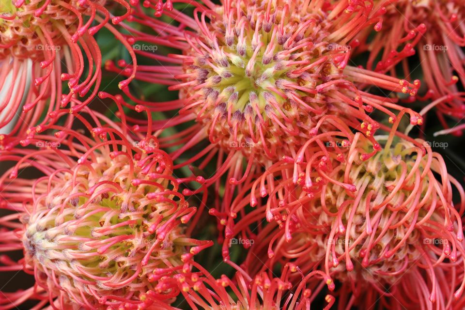 rote stachelige Blume