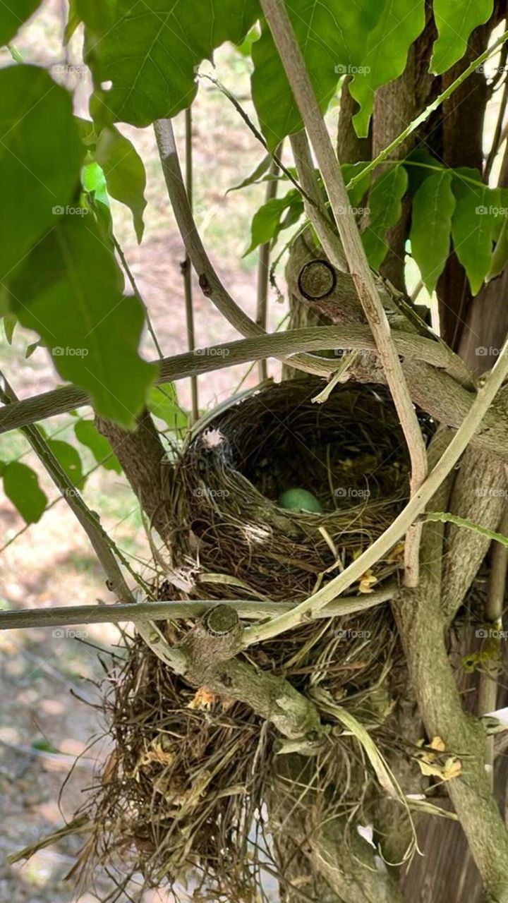 Common Blackbird Nest With Eggs